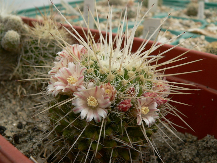 mammillaria_karwinskiana_v.nejapensis