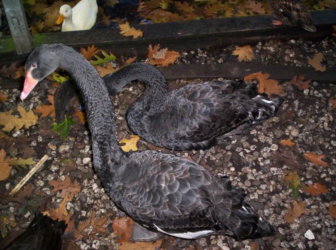 190 centru papag. 6 oct 2007 (24)