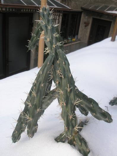 Opuntia imbricata 1 - 24.12 - plante de exterior - 2009 - 2010