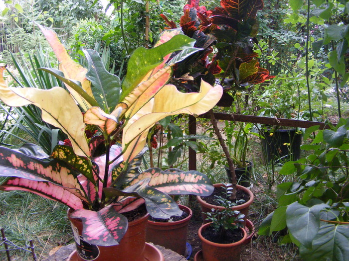 Crotoni - flori si animale 2009