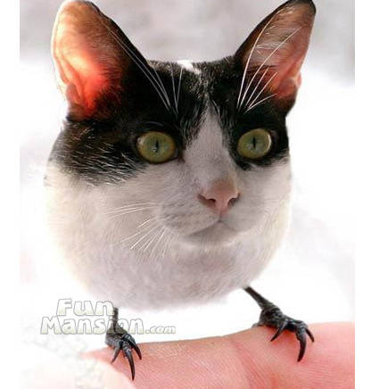 AnimalMutants4 - funny animals