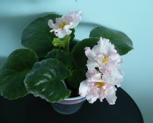 P1140707 - Saintpaulia - violete de camera