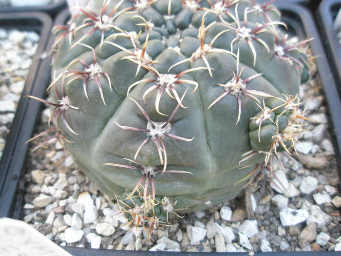 pui pe Gymnocalycium amerhauserii