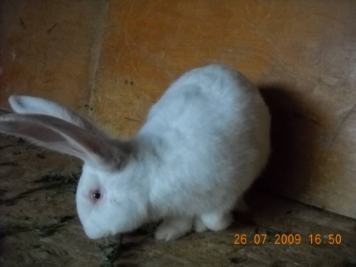 DSCN0309; urias alb-m-4luni
