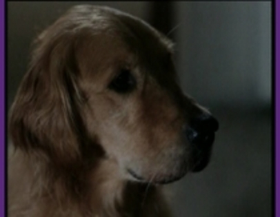 AXJQALFTBCOYCHCDMSF - CATELUSI