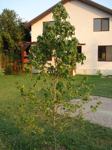 Liquidambar styraciflua (2009, Aug.04) - Liquidambar styraciflua