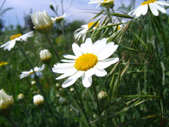 IMG_5887 - flori si floricele