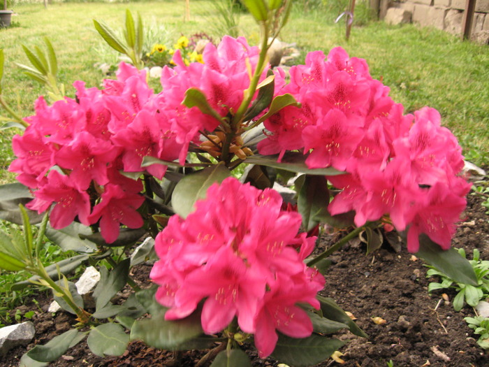 Roze rondondendron - florile mele