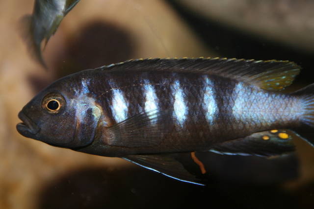 fd538415 - African Cichlid