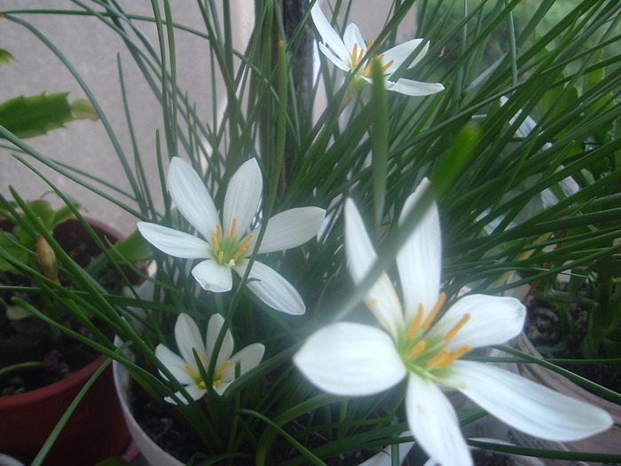 DSCF8346; zephirantes alb
