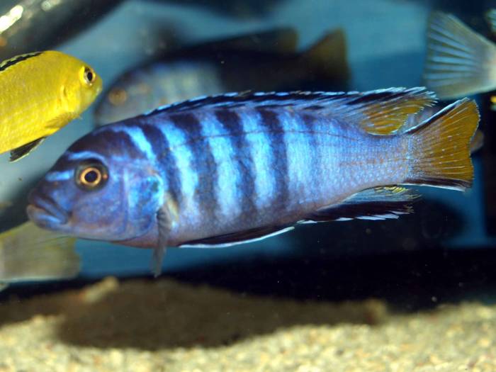 103728 - African Cichlid