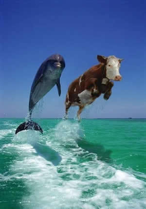 Delfin VS Vaca