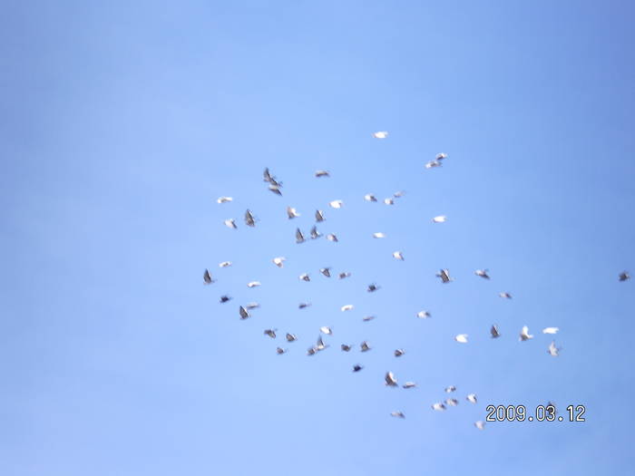 53 - porumbei Mihai si Gigi