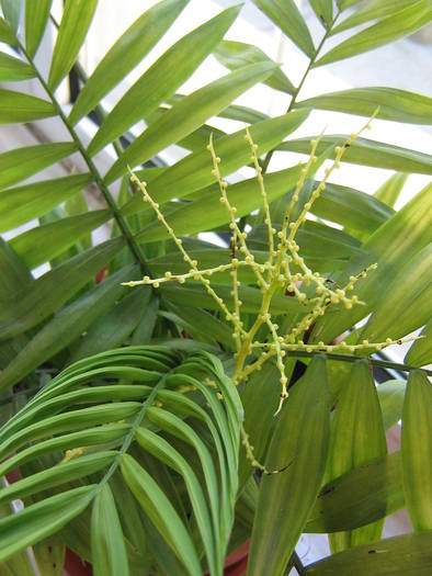palmier imbobocit - palmieri