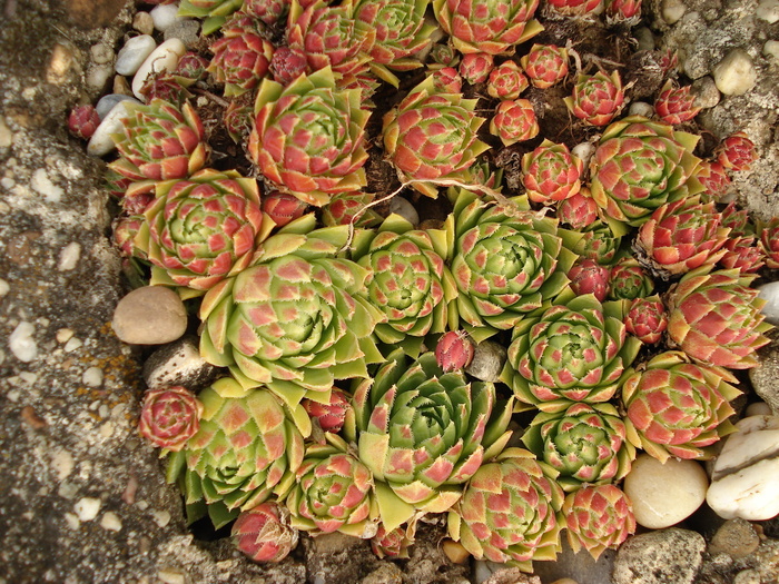 DSC01633 - Sempervivum