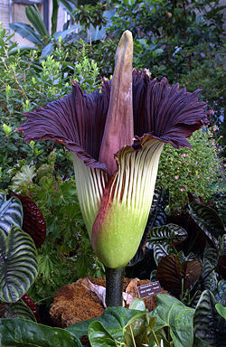 250px-Titan-arum1web - cea mai rara planta din lume