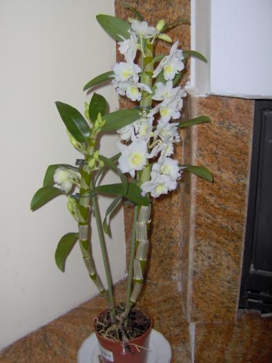 Dendrobium - orhidee