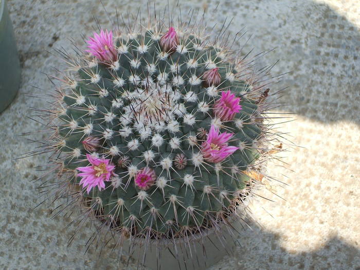 Mammilaria melanocentra