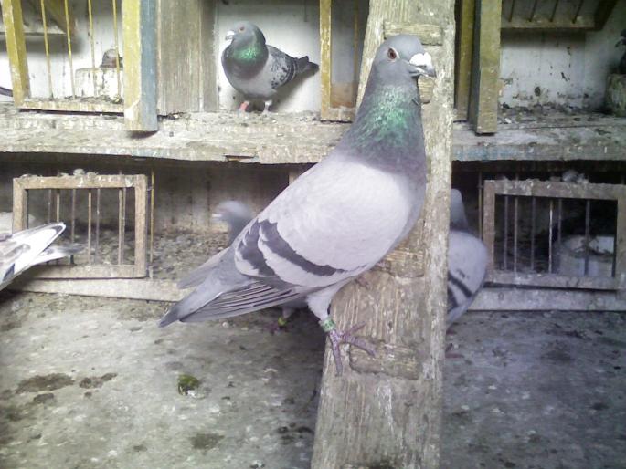 matca 3 - Reproductie