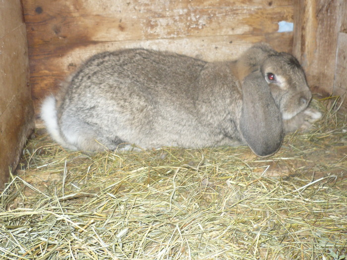 poze iepuri 2504 098 - berbecutii mei 27-12-2009