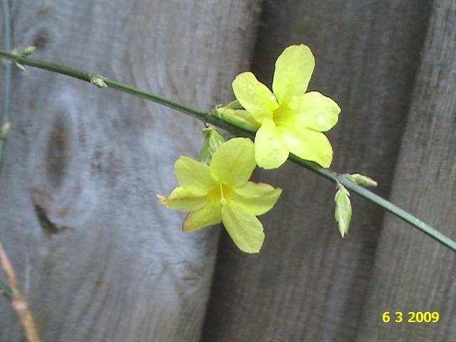 Jasminum Nudiflorum 6 mart 2009