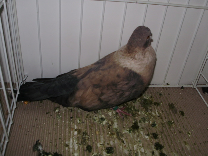 egyptian swift 3