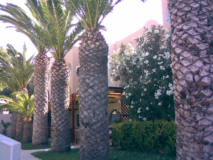 29062008(001); palmieri grecia
