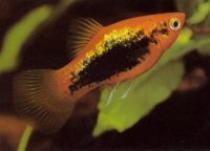 Xiphophorus%20maculatus(%20platy) - Pesti exotici