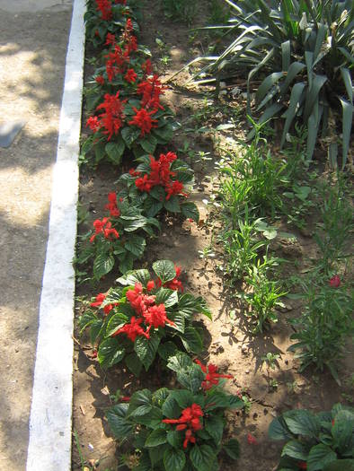 6 iulie 010 - flori de gradina 2009