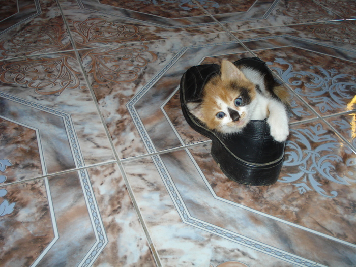 MANECHINUITA DE DAMBOVITA:))) - LA MAMA-LA MOSIE 2009