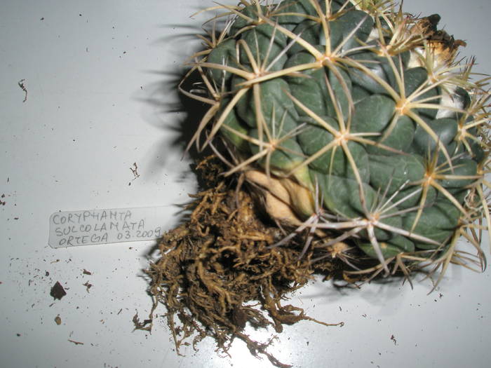 Coryphantha sulcolanata - RADACINI de cactus