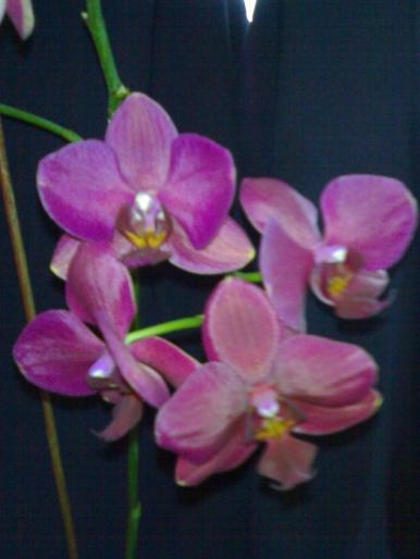 primul meu Phalae - Phalaenopsis 2008