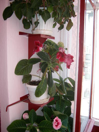 Gloxenii - Flori - 2009