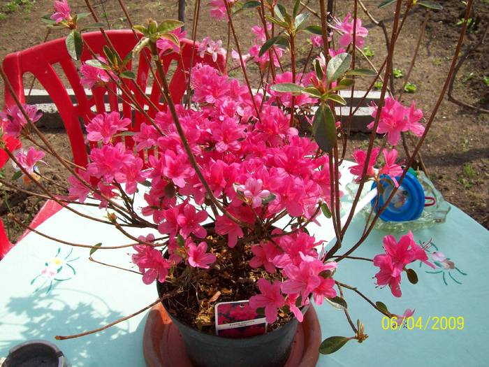azaleea japonica - Plante si flori