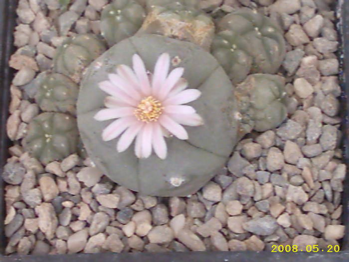 4-Lophophora williamsii v.caespitosa - cactusi