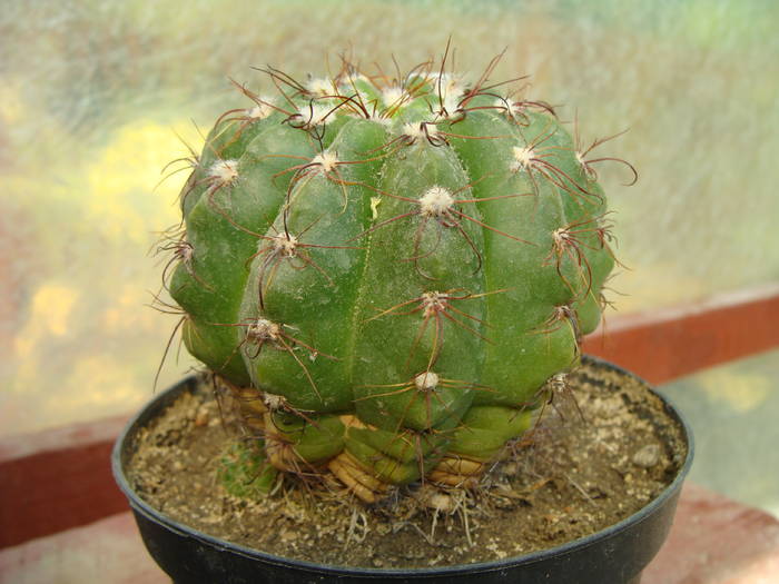 Notocactus ottonis - Notocactus-Parodia