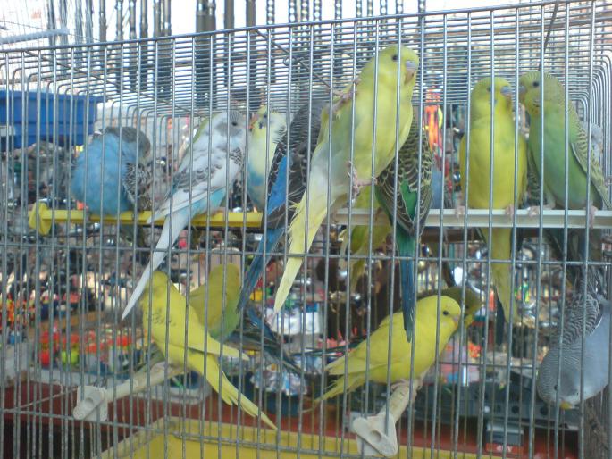 DSC00484 - Piata de pasari si animale Timisoara 2009