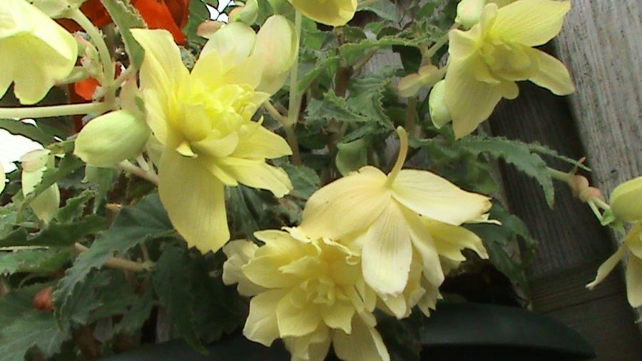 Begonia Pendula galben 9 aug 2008