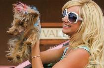 PMEOGTZAERKQPSICRLX - ashley tisdale
