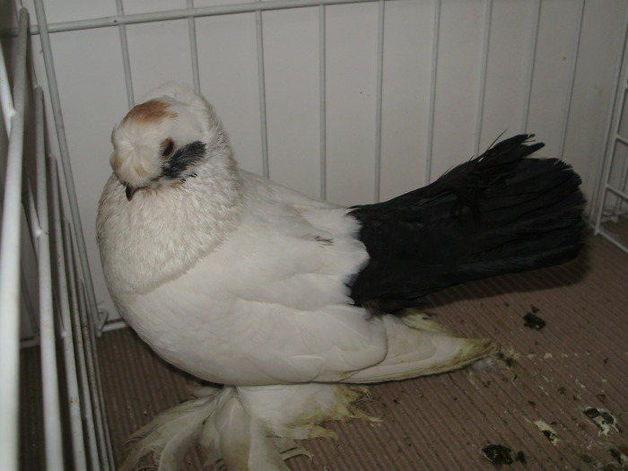 bucovina 3 - 1509 rom juc 1