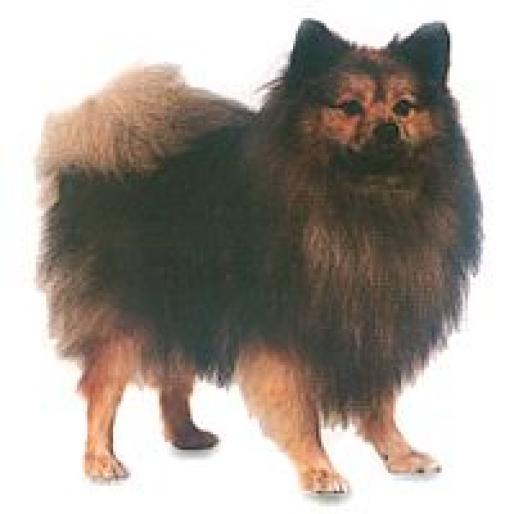 SPITZ PITIC - RASE CAINI