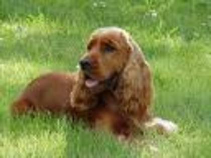 coker5 - Coker Spaniel