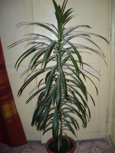 Cordyline stricta