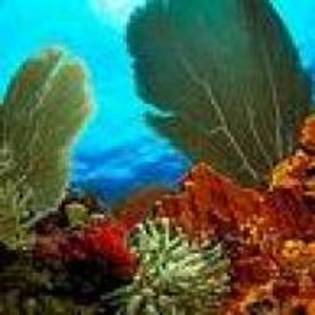 RNWJXGIMIOKIRFFENPA - corali