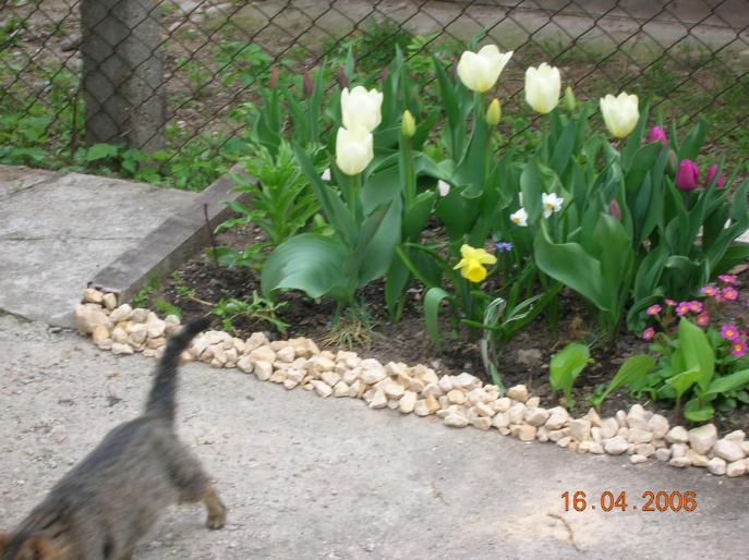 lalele 3 - flori de primavara si pisici