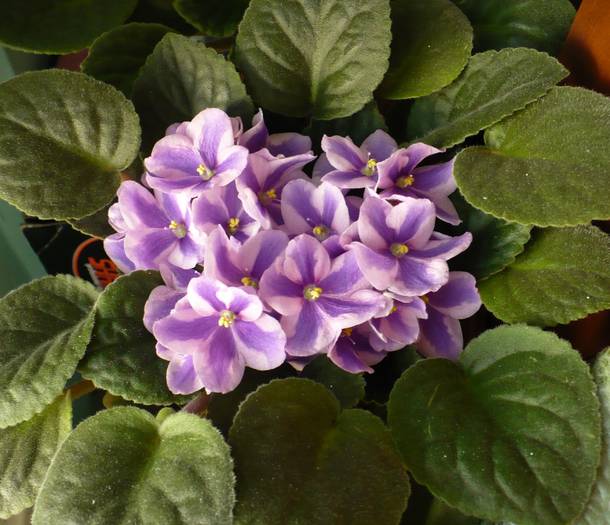 P1140637 - Saintpaulia - violete de camera