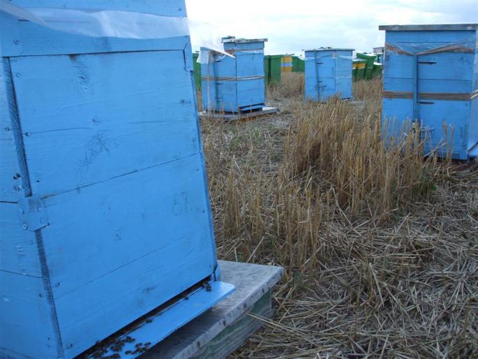 DSCF0583 (Large) - stupina  incepand cu 2008