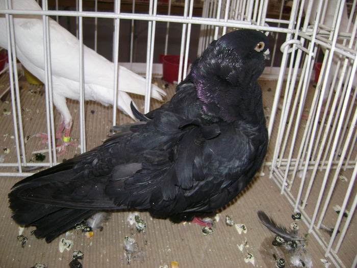 DSC07855 - Expozitie BIstrita 20 12 2009