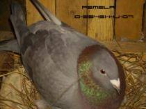 gherlitze; originala mathys desmet
