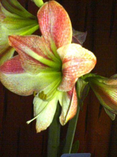 IMNAVIWPXCOEGKYJJFK - hippeastrum